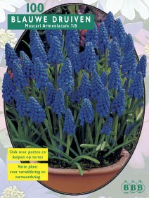 Najaarsbollen Blauw druifje Blauw Druifje blauw per 100  (a5060)